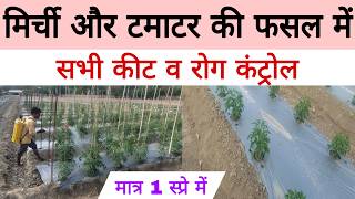 बस 1 सपर और सभ रग-कट खतम टमटर और मरच क फसल बचन क पकक तरक