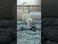 #cat #treanding #kitti #rat #pets #petsvlog #viral#pets world#treanding