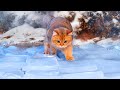 Can Cats Walk On Ice Floor? | Compilation