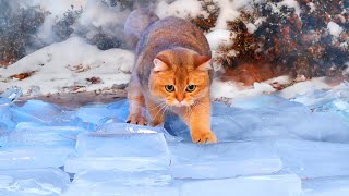 Can Cats Walk On Ice Floor? | Compilation