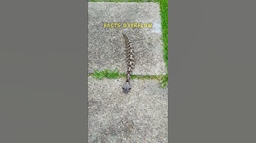 Cách di chuyển kỳ lạ của loài rắn hổ lục Gaboon