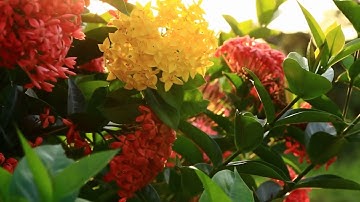 سورة الكهف- فلعلك باخع نفسك على اثارهم- من الاية 5 الى الاية 11