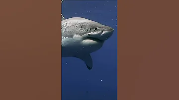 САМАЯ БЫСТРАЯ РЫБА НА ЗЕМЛЕ | OCEAN