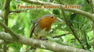Paseo por Requexu, Asturias.