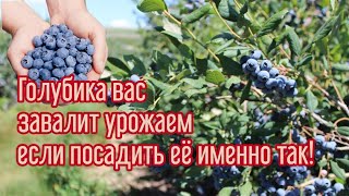 видео: САЖАЮ ГОЛУБИКУ и РОДОДЕНДРОНЫ. Самый лучшие условия для выращивания королевской ягоды и не только... картинка: САЖАЮ ГОЛУБИКУ и РОДОДЕНДРОНЫ. Самый лучшие условия для выращивания королевской ягоды и не только...