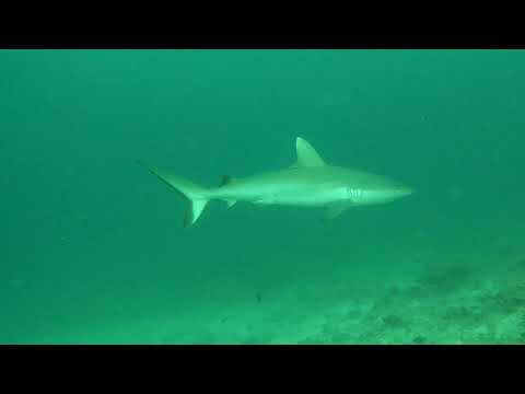 Sharks surrounding me in milky water - sharkdiving Maaya Thila / Fish Head Ari Atoll, Maldives 2021