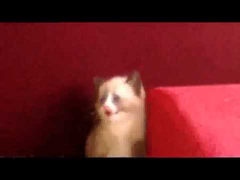 მტვერსასრუტით შეშინებული ფისო