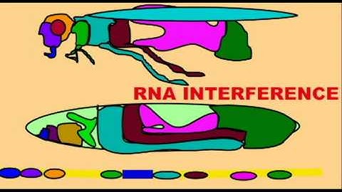 GENETICS 2: FINDING GENES: RNA INTERFERENCE