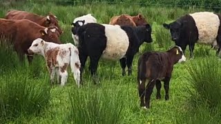 Cattle ponies donkeys GOATS . The trial continues. 
