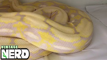 Albino Tiger Reticulated Python