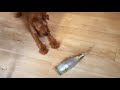 Irish Terrier puppy plays with an empty Champagne bottle の動画、YouTube動画。