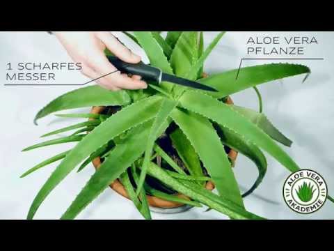 Video: Aloe-Ernte – Wie und wann man eine Aloe-Vera-Pflanze erntet