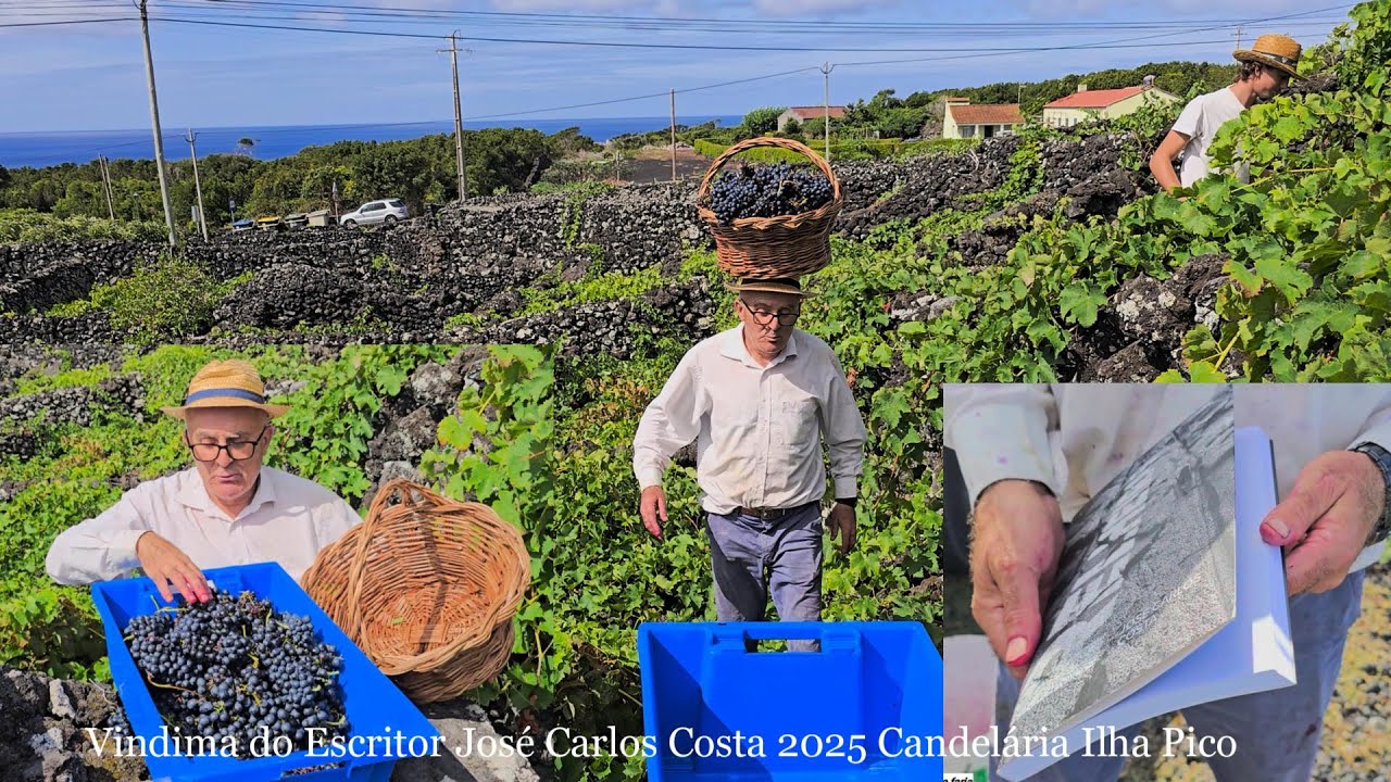 Vindima do Escritor José Carlos Costa 2025 Candelária Ilha Pico