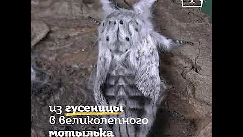 Метаморфозы шелкопряда-гарпии