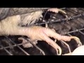 What Came Before, featuring Steve-O: The Truth About Meat and Modern Farms