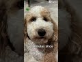 🐶😁😜😊💅 #capcut #funny #fypシ #viral #bernedoodle #strawberrywaffles