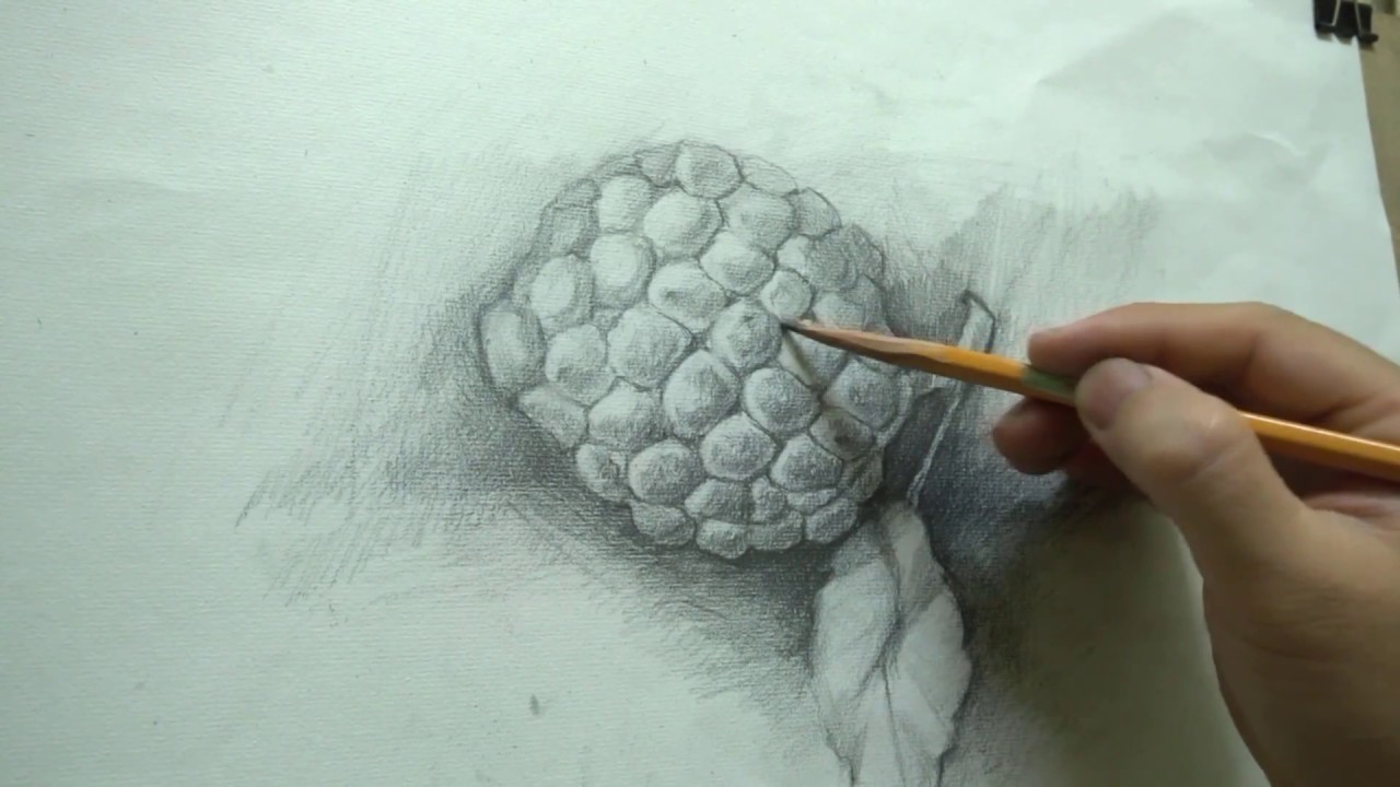 how to draw Custard Apple in easy steps  hướng dẫn vẽ quả Na  YouTube