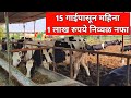 15 गाईंपासून महिना एक लाख रुपये उत्पन्न/HF Cow Farming/Dairy Farming