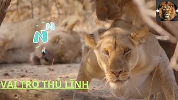 👉 Hành động của SƯ TỬ ĐỰC trước khi muốn "ân ái" | Thế giới động vật hoang dã