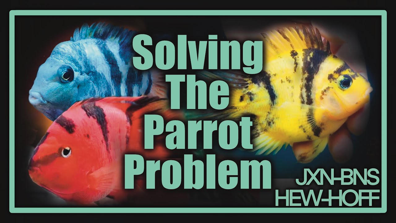 Solving The Parrot Problem - YouTube