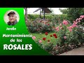 Video de Rosales