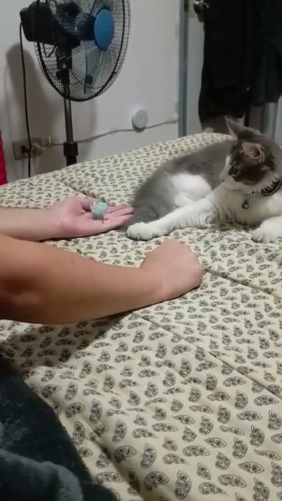 Cat Plays Guess Which Hand || ViralHog