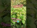Вітаю ПІДПИШИСЬ SUBSCRIBE #homegrown #homegarden  #hydrangeaflower #hydrangea #gardenhome #гортензія
