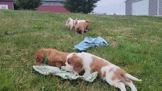 King Charles Cavalier Puppies Playing by D G 220 views 1 month ago 4 minutes, 44 seconds