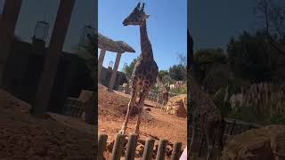 #video #shorts  #animals #cute