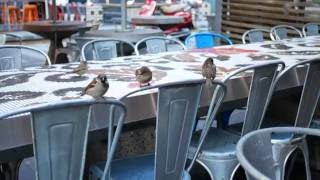 When Finches Attack