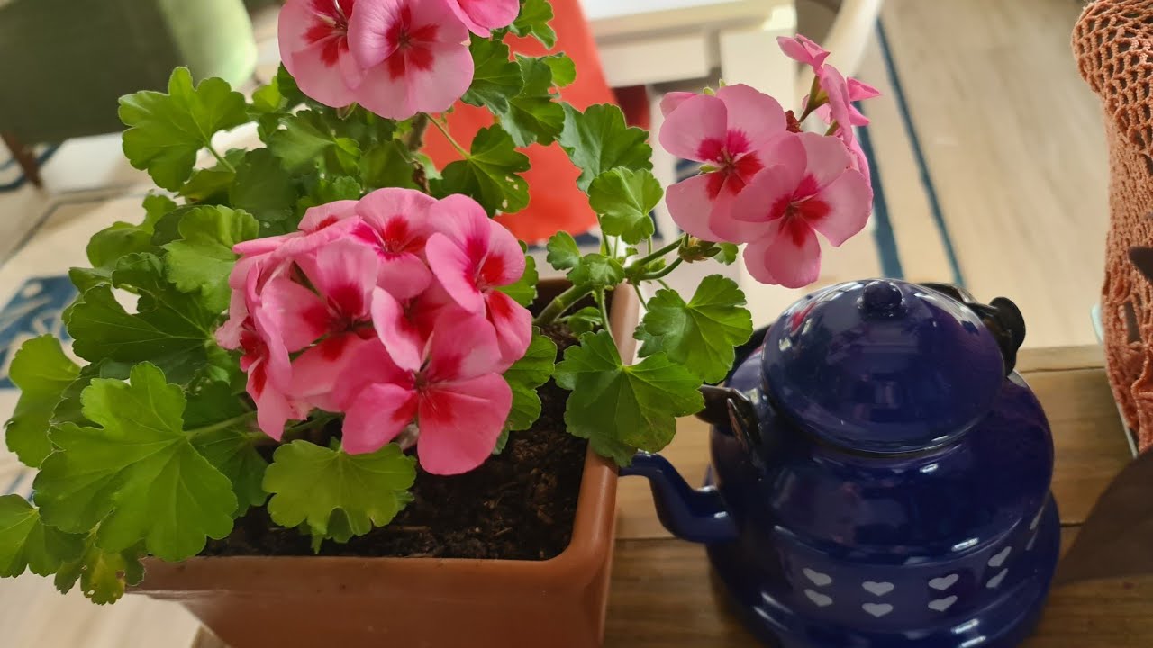 Sardunyalardan Aldığım Dallar ve Çiçek Muhabbeti İle Andıgım Çiçek Dostlarım