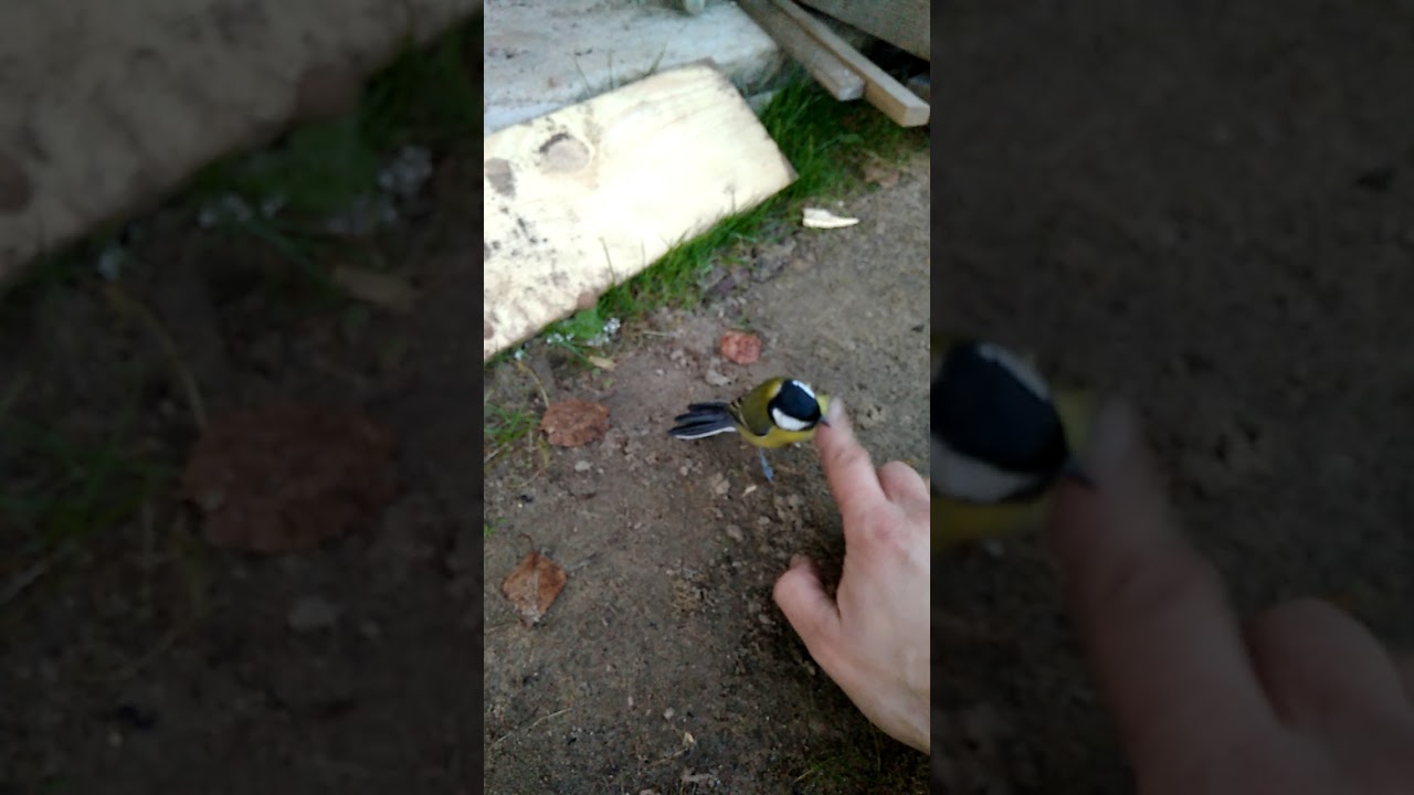 Лучше синица в руке,чем журавль в небе))) - YouTube