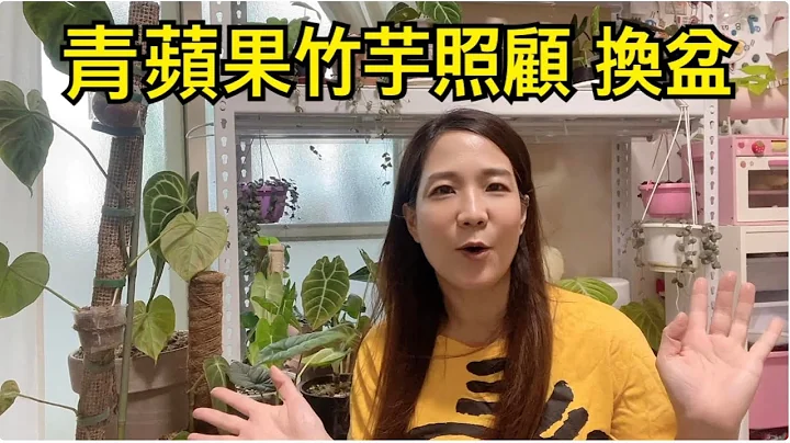 青苹果竹芋植物养护｜照顾｜换盆｜步骤 - 天天要闻