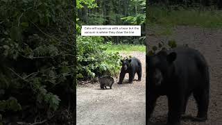 cat vs bear funny #fu #funny #foryou #cat #viral