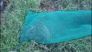 Kết quả Trích ré cúm núm 23 tháng 11(Săn Bắt Miền Tây KG)