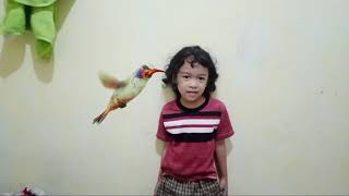 efek burung Terbang