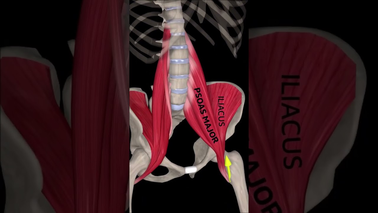 Подвздошно-поясничная мышца
