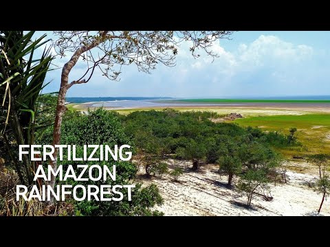 Video: Il deserto del Sahara fertilizza l'Amazzonia?
