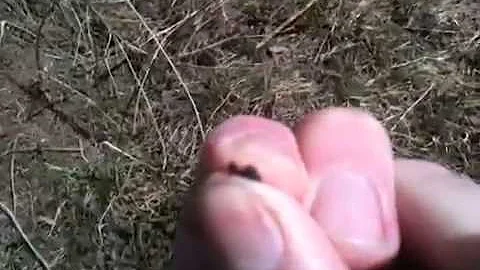 Jak se živí mravenci?