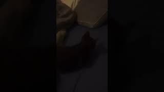 Vida De Ricokitten Style