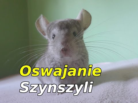 Wideo: Jak Prawidłowo Zrobić Skórkę Szynszyli