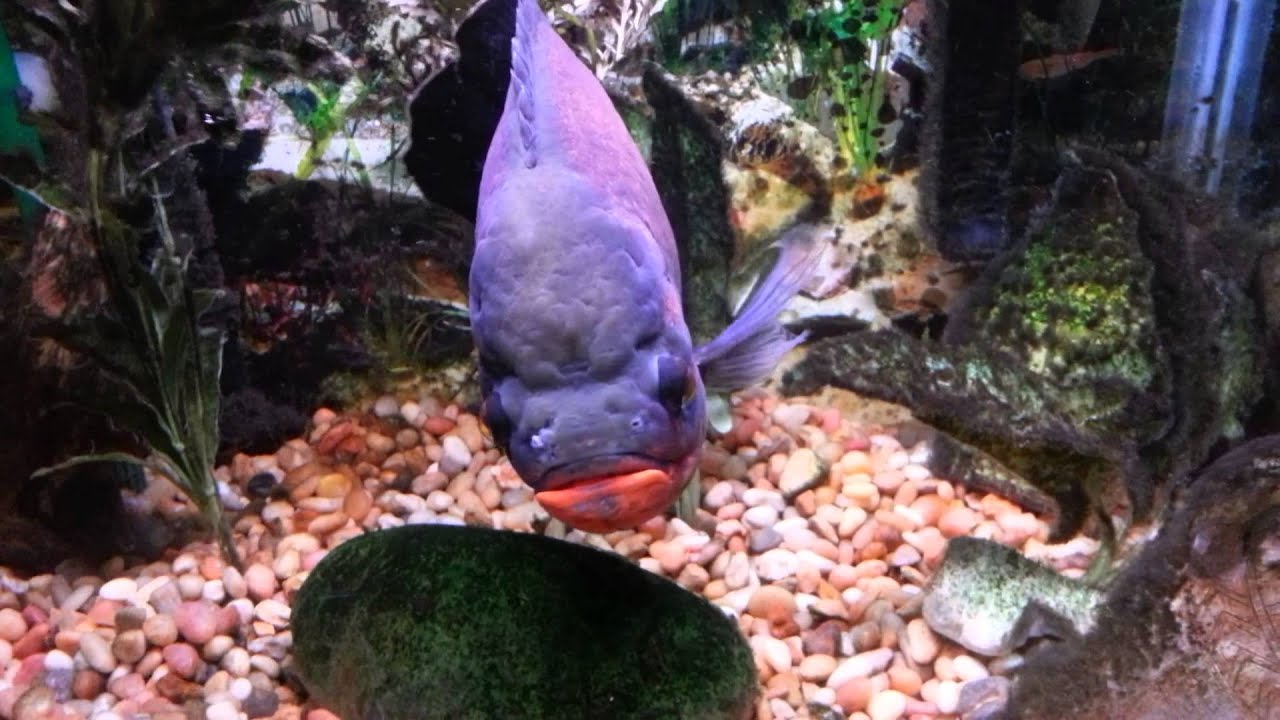 Oscar Fish Tank - 100 Gallon Aquarium - YouTube