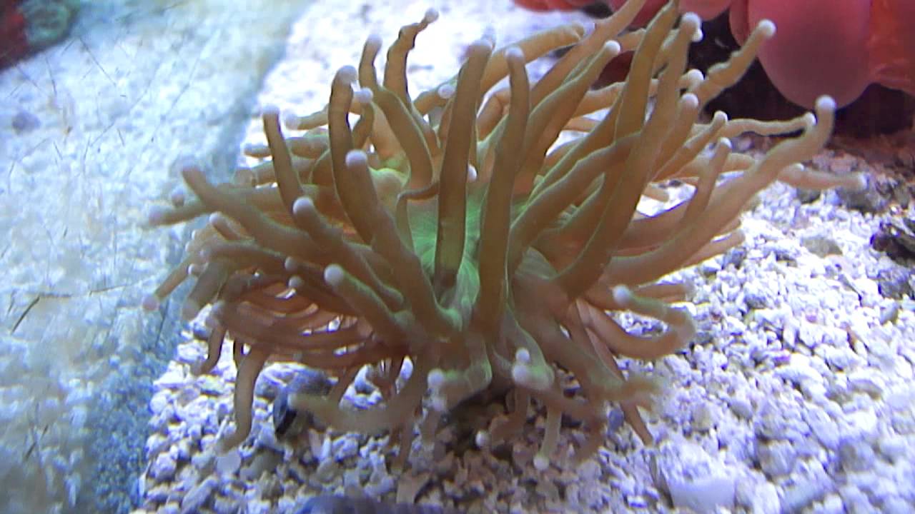 Aussie Torch Coral - Euphyllia glabrescens - (Chamisso and Eysenhardt, 1821)