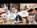 【はるきと4匹の子猫】哺乳瓶組とシリンジ組そして先輩はるき‼︎みんな大集合