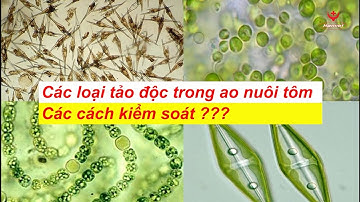 HanvetTV ❌ Nhận biết các loại tảo độc trong ao nuôi tôm và cách xử lý