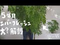 【観葉植物】五年目エバーフレッシュの大きさ！太さ！成長度！Check！