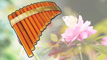 Pan flute: Best of Frantz Amathy, flowers and birds, zen relaxing, soothing music, soft, relaxation