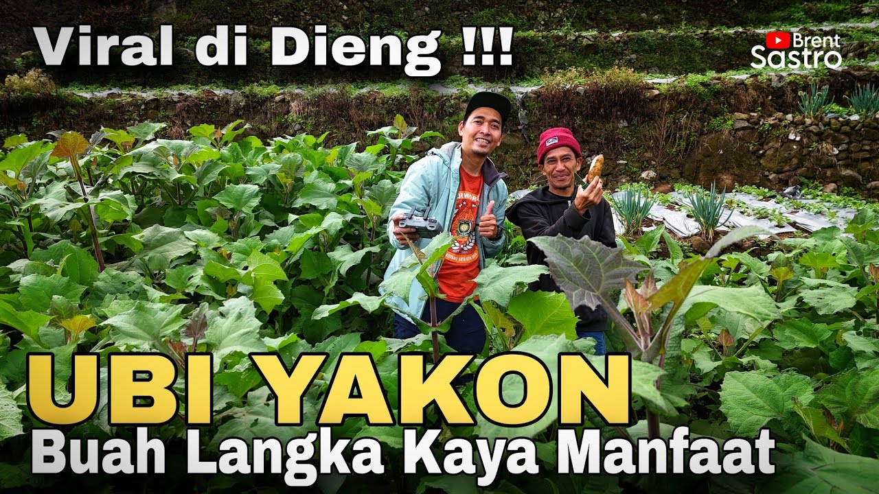 VIRAL DI DIENG !!! UBI YAKON BUAH LANGKA KAYA MANFAAT