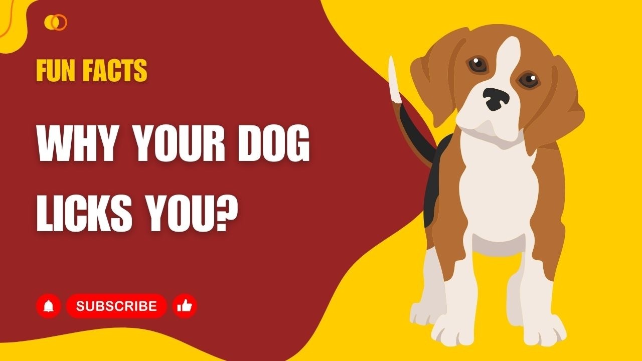 Why Does Your Dog Lick Your Face? | Fun Dog Facts | Total Pet Tales