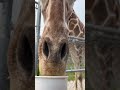 Feeding a Giraffe at African Safari Wildlife Park in OHIO! #traveling